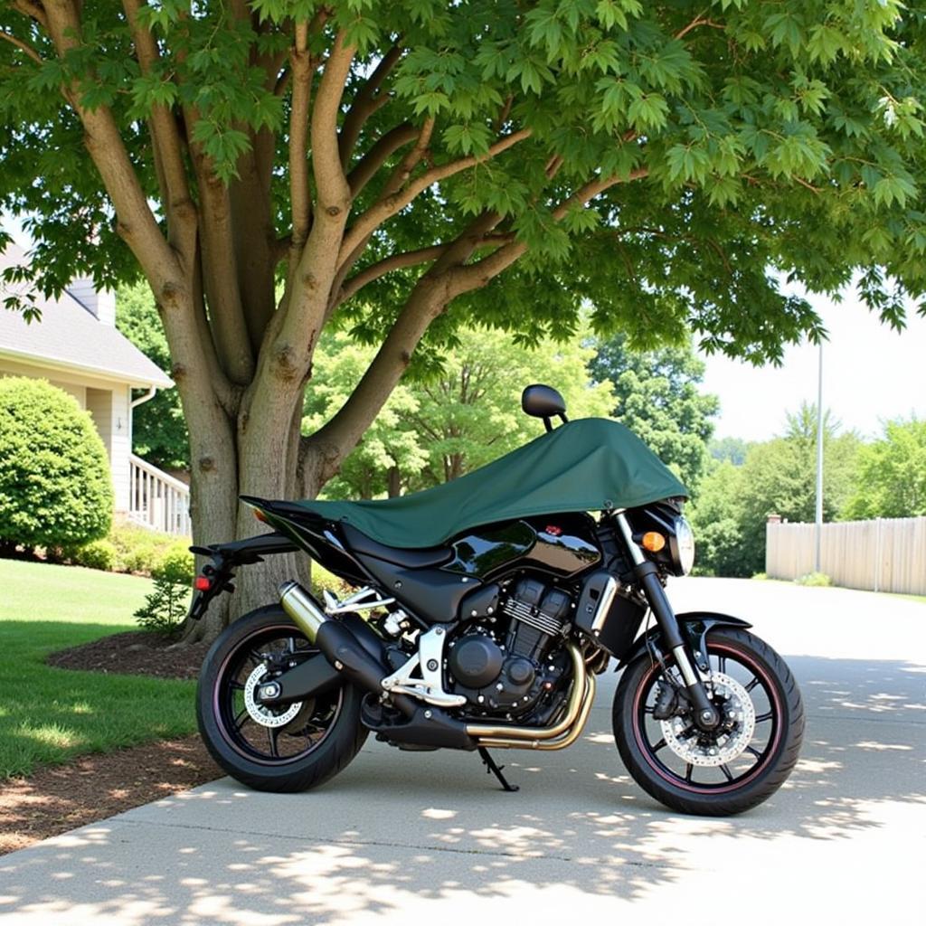 Motorcycle Parked Under Shade Tree