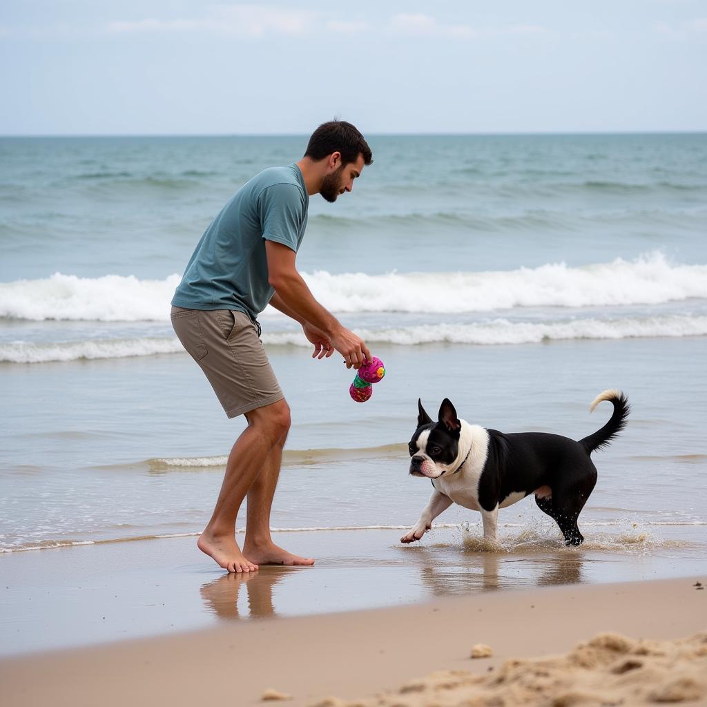 Owner and Boston Terrier playing fetch on the beach