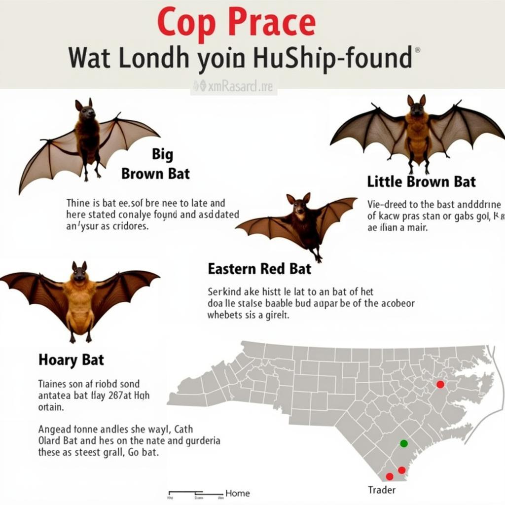 Diverse Bat Species Found in Charlotte, NC