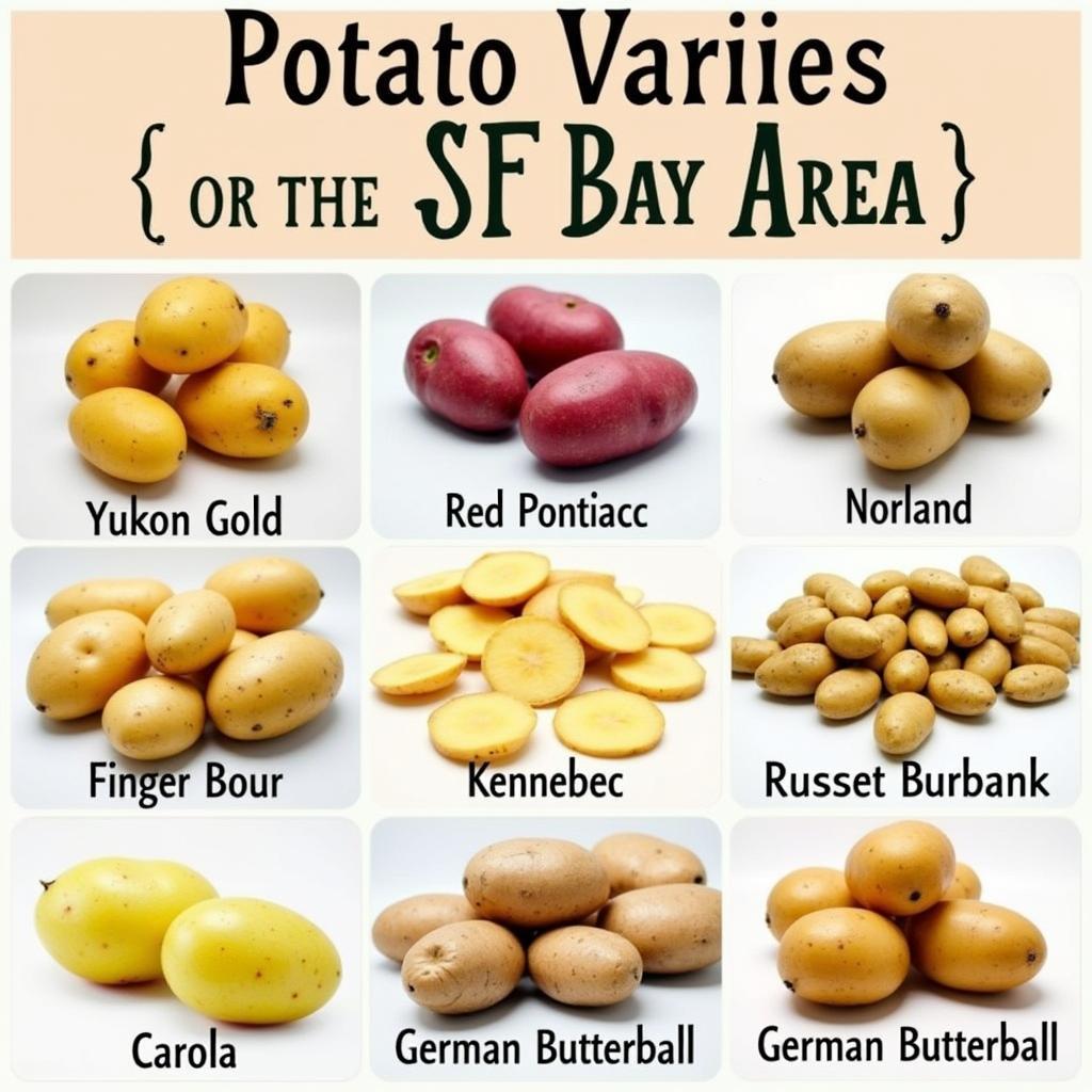 Different Potato Varieties Suitable for SF Bay Area Gardens